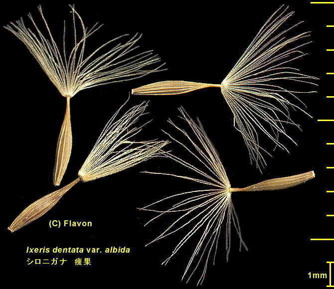 Ixeridium dentatum subsp. nipponicum var. albiflorum VoijKi 