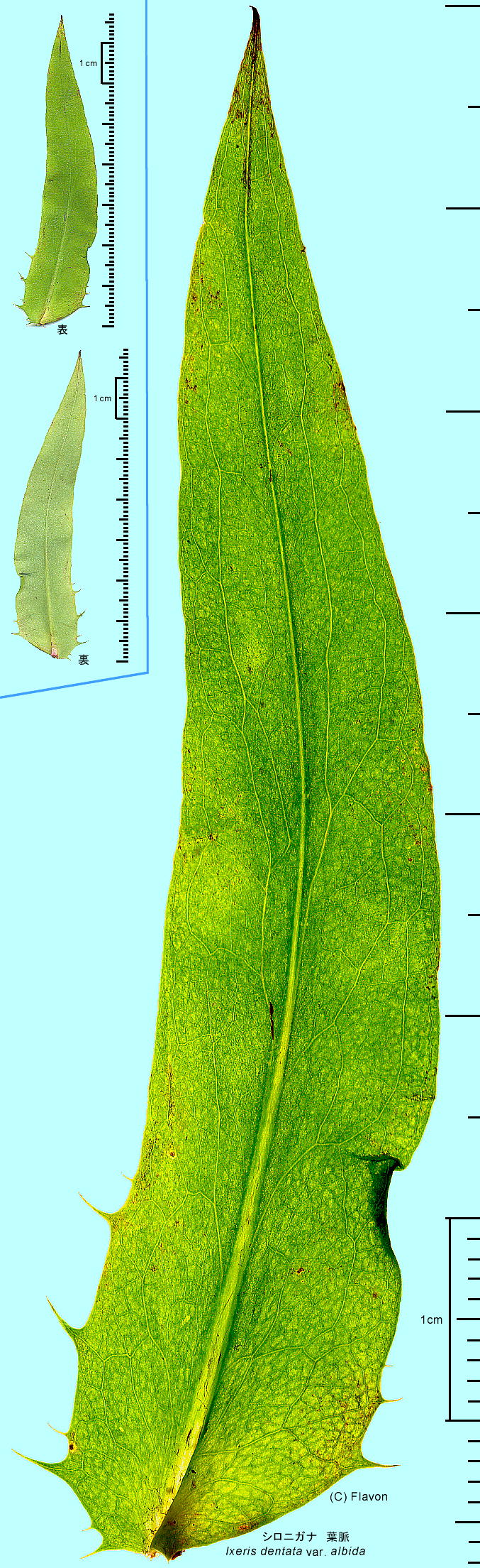 Ixeridium dentatum subsp. nipponicum var. albiflorum VoijKi tEt