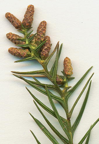 Cryptomeria japonica XM Y