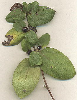 Lonicera japonica (Leaf, Fruits) XCJY̗tƉʎ