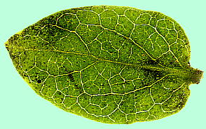 Lonicera japonica (Leaf vein) XCJY̗t