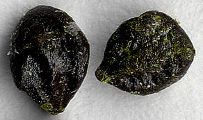 Lonicera japonica (Seeds) XCJY̎q