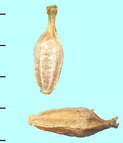Scabiosa japonica var. alpina ^Jl}cV\E̎q