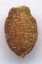 Tricyrtis sp. (Seed) `RYzggMX̎q