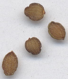Tricyrtis sp. (Seeds) `RYzggMX̎q