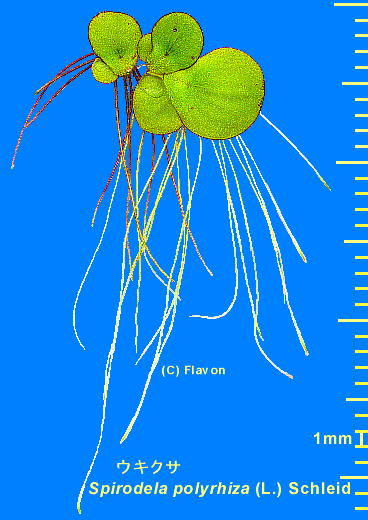 Spirodela polyrhiza (L.) Schleid ELNT