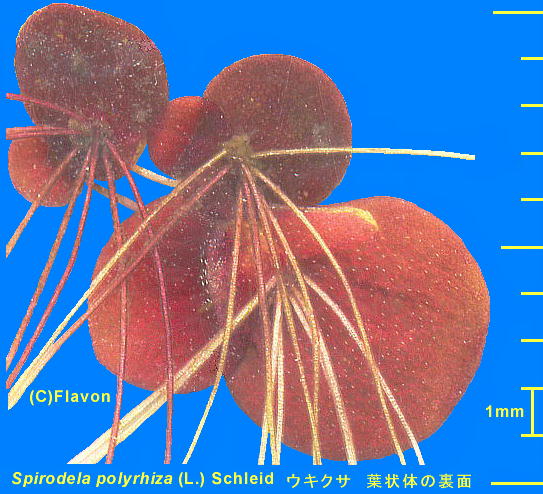 Spirodela polyrhiza (L.) Schleid ELNT