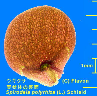 Spirodela polyrhiza (L.) Schleid ELNT