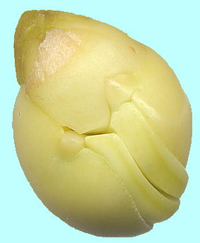 Citrus unshiu EVE~JAq