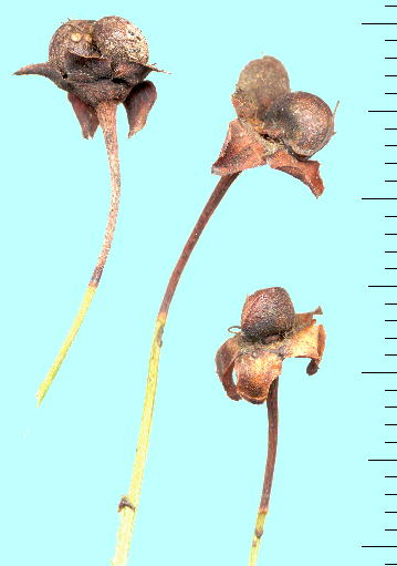 Kerria japonica }uL 
