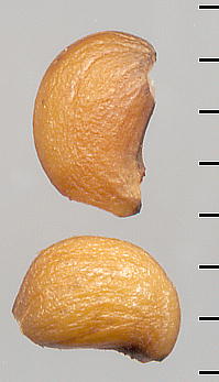 Kerria japonica }uL q