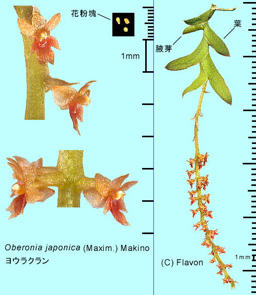 Oberonia japonica (Maxim.) Makino EN