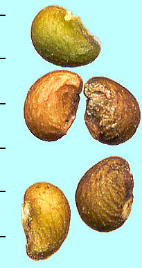 Potentilla matsumurae var. yuparensis EoLoC q