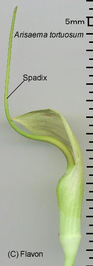 Arisaema tortuosum (Wallich) Schott ATG}EgcIT ԏ