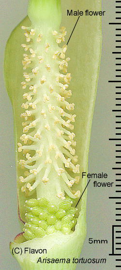 Arisaema tortuosum (Wallich) Schott (inflorescence) フラボン