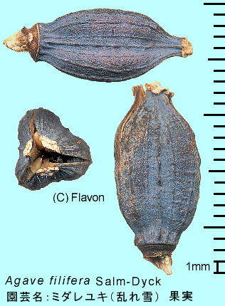 Agave filifera Salm-Dyck ~_L () ʎ