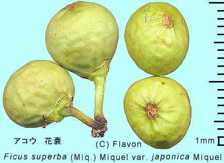 Ficus superba var. japonica ARE ԔX