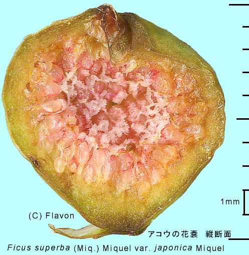 Ficus superba var. japonica ARE ԔX̒f