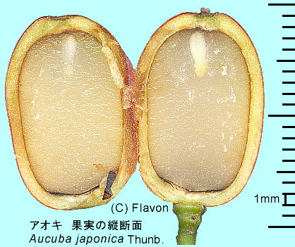 Aucuba japonica Thunb. AIL ʎ cf