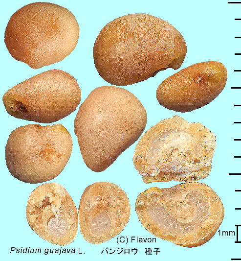 Psidium guajava L. oWE q