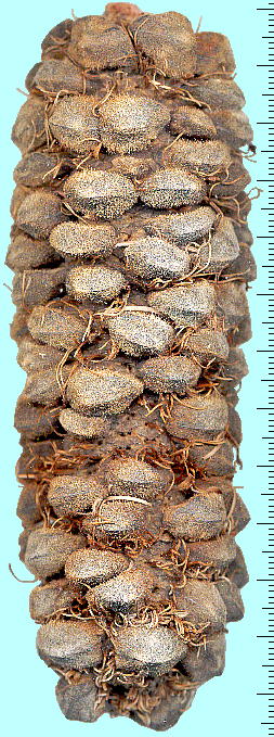 Banksia ericifolia q[XEoNVA ʎ