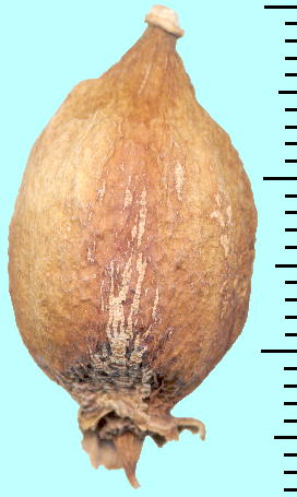 Barringtonia racemosa (Fruit) TKoi ʎ