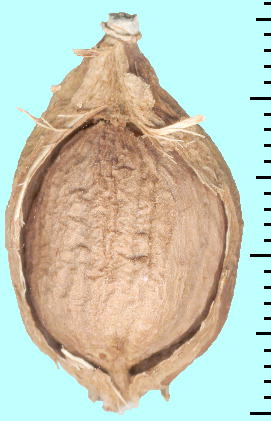 Barringtonia racemosa (Fruit) TKoi ʎ