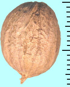 Barringtonia racemosa (Seed) TKoi q