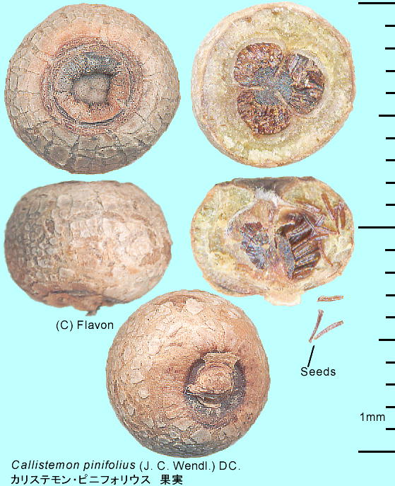 Callistemon pinifolius, Fruits JXeEsjtHEX ʎ