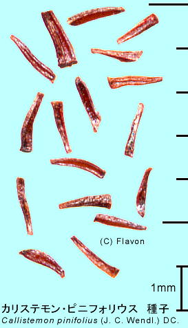 Callistemon pinifolius JXeEsjtHEX q