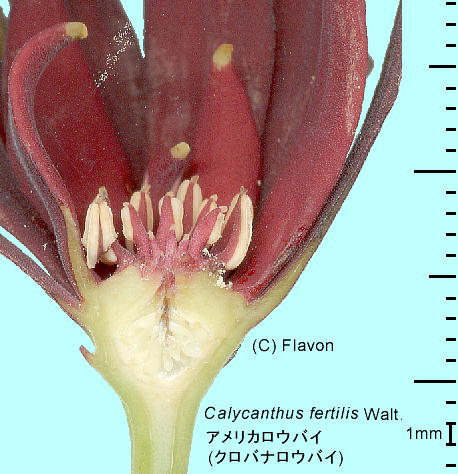 Calycanthus Calycanthus floridus var. glaucus AJEoC (NoiEoC)