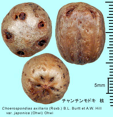 Choerospondias axillaris ``hL j