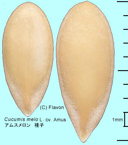 Cucumis melo L. cv. Amus  eAX' q