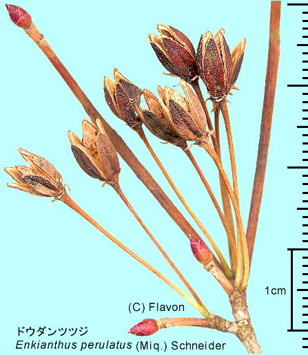 Enkianthus perulatus (Miq.) Schneider hE_ccW ʎ