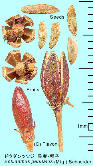 Enkianthus perulatus (Miq.) Schneider hE_ccW ʎEq