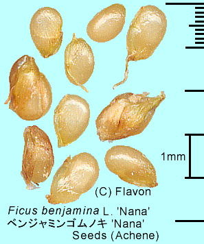 Ficus benjamina L. cv. 'Nana' xW~SmL q ()