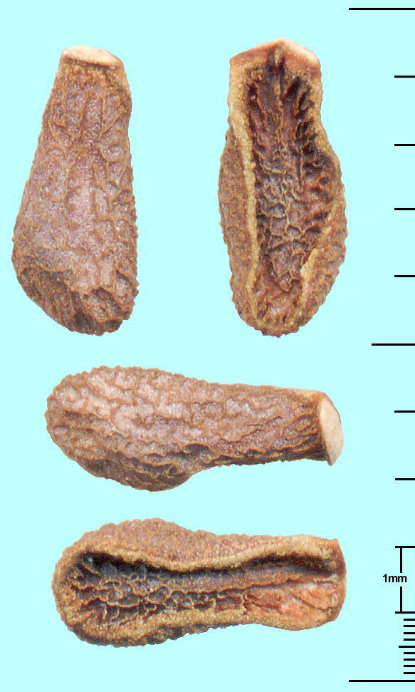 Gomphocarpus physocarpus (Seeds) tEZgE^ q