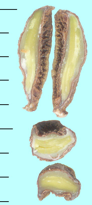 Gomphocarpus physocarpus (Seeds) tEZgE^ qf