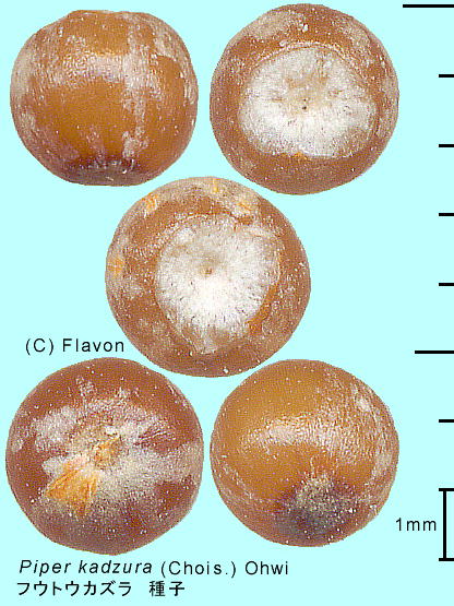 Piper kadzura (Chois.) Ohwi tEgEJY j