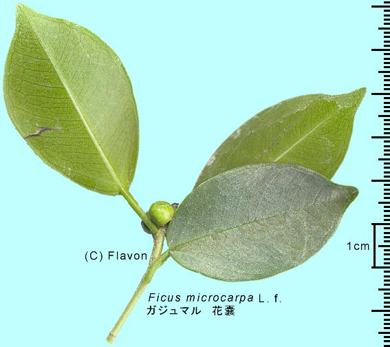 Ficus microcarpa L.f. KW} ԔX