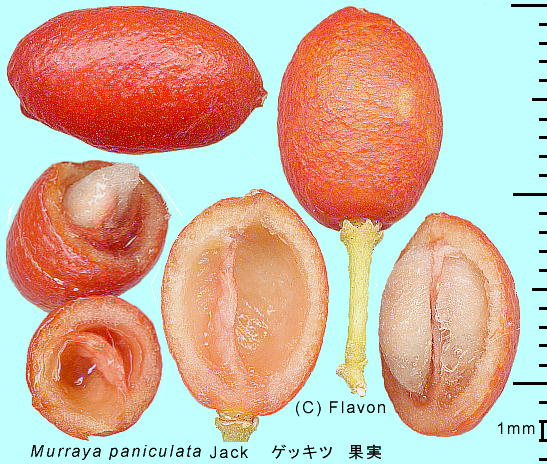 Murraya paniculata QbLc ʎ