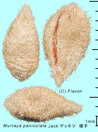 Murraya paniculata QbLc q