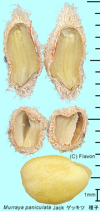 Murraya paniculata QbLc q