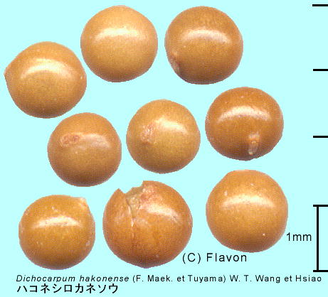 Dichocarpum hakonense (Maek.) W. T. Wang et P. K. Hsiao nRlVJl\E q