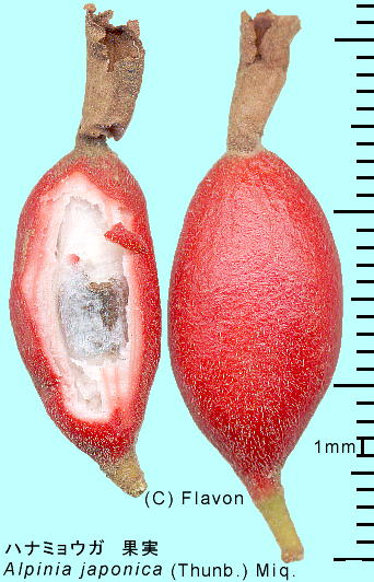 Alpinia japonica (Thunb.) Miq. ni~EK ʎ