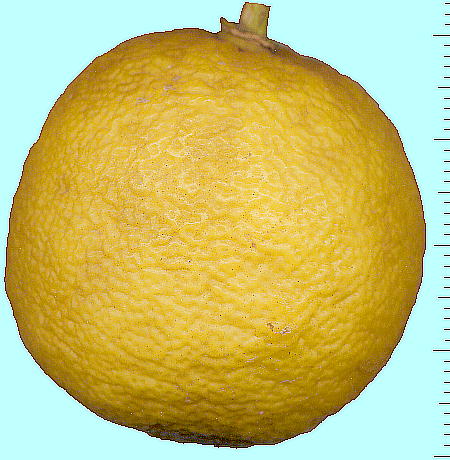 Citrus hanaju ni ʎ