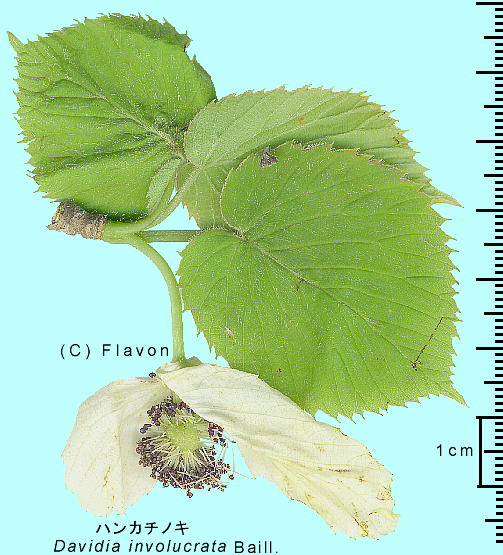 Davidia involucrata Baillon nJ`mL 