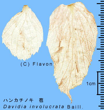 Davidia involucrata Baillon nJ`mL 