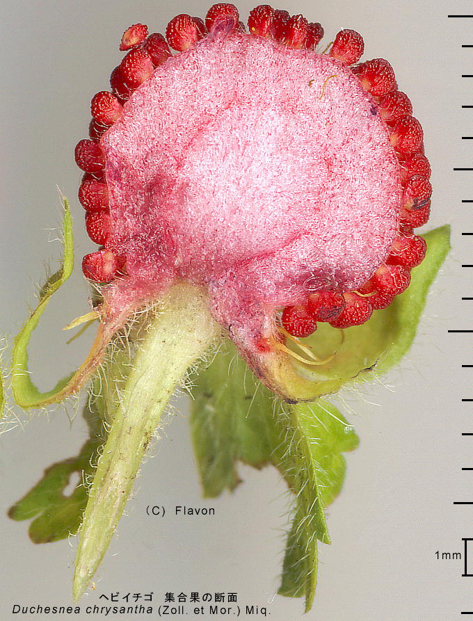 Duchesnea chrysantha (Zoll. et Mor.) Miq. wrC`S Wʂ̒f