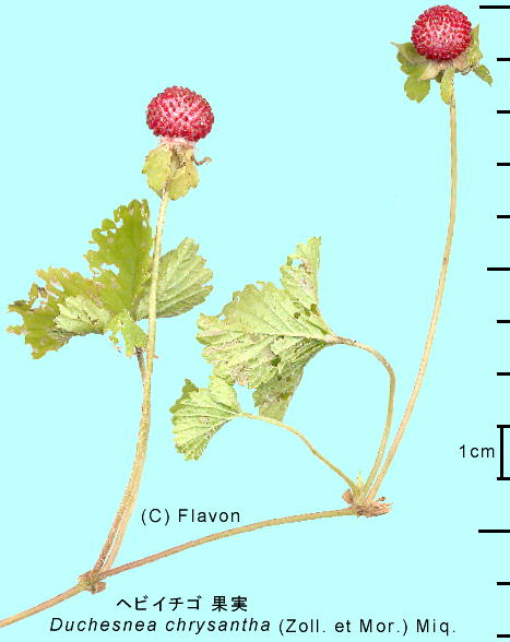 Duchesnea chrysantha (Zoll. et Mor.) Miq. wrC`S W